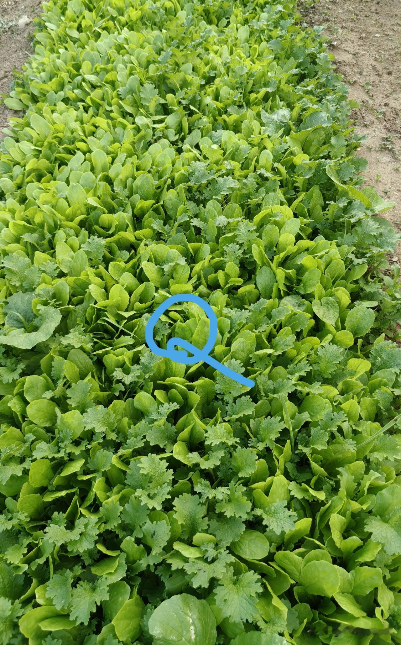寒露第6天，乔乔果菜园正是好看的时候。

今晨有小雨，下午进园，随手抓拍了几幅雨