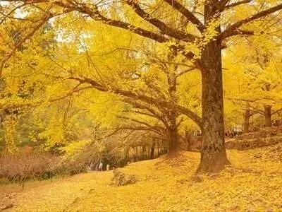 银杏奇树，天地灵物。根植厚土，冠盖穹庐。挺拔高耸，直入云途。干如巨柱，沉稳坚固；