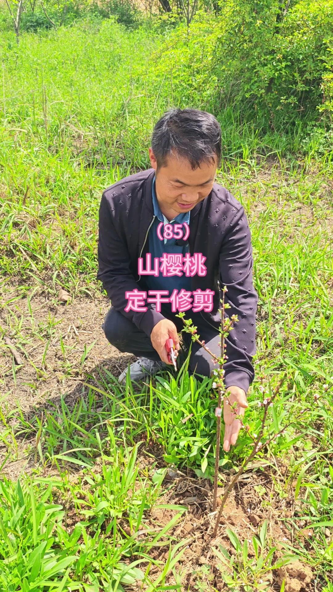 给毛樱桃定干修剪要注意啥？新栽种的毛樱桃小树苗，枝条上花苞多，得剪枝处理。先看下