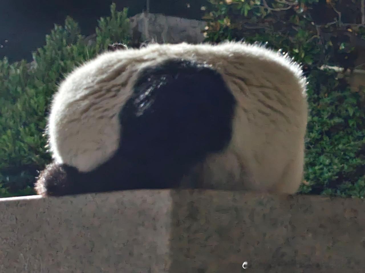 49736【丑猫】为猫方正 
