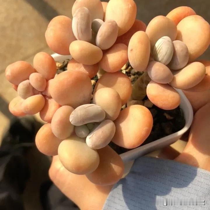 #分享你相册里的多肉照#
肥肥的，谁不喜欢！
反正我是很喜欢