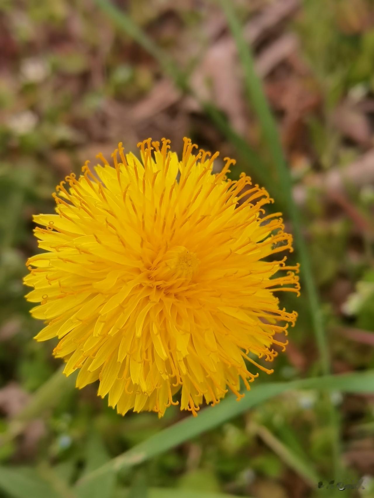 小野花是大自然美丽的点缀，它们自由生长在田野、路边或山间，虽然平凡却充满生机。