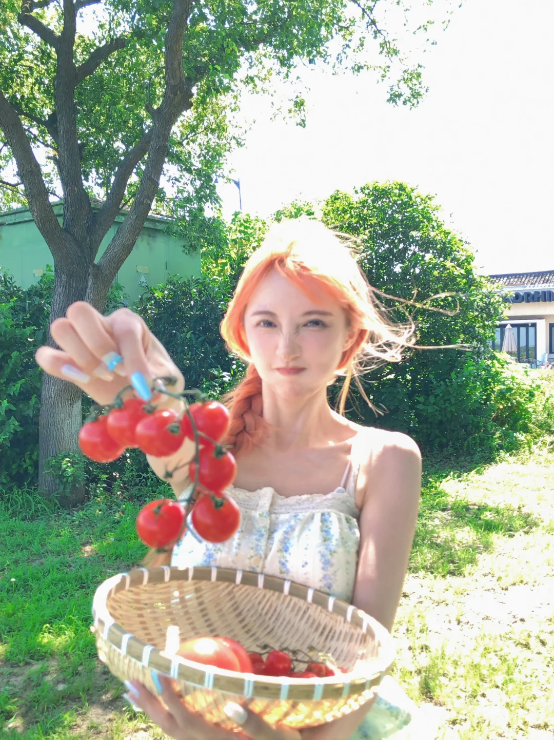 番茄很新鲜🍅要不要买一个