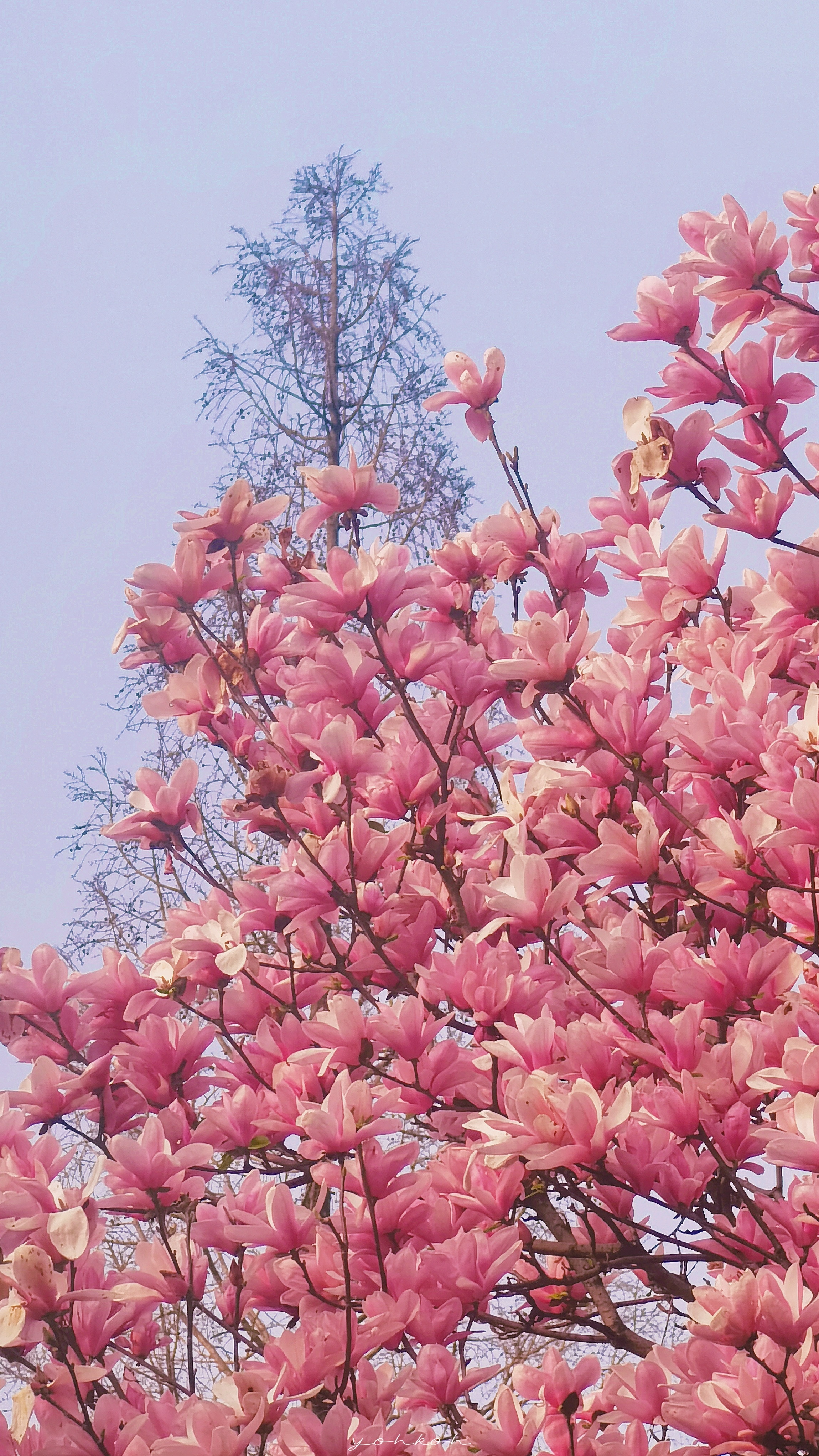 路过春天墩墩看星星