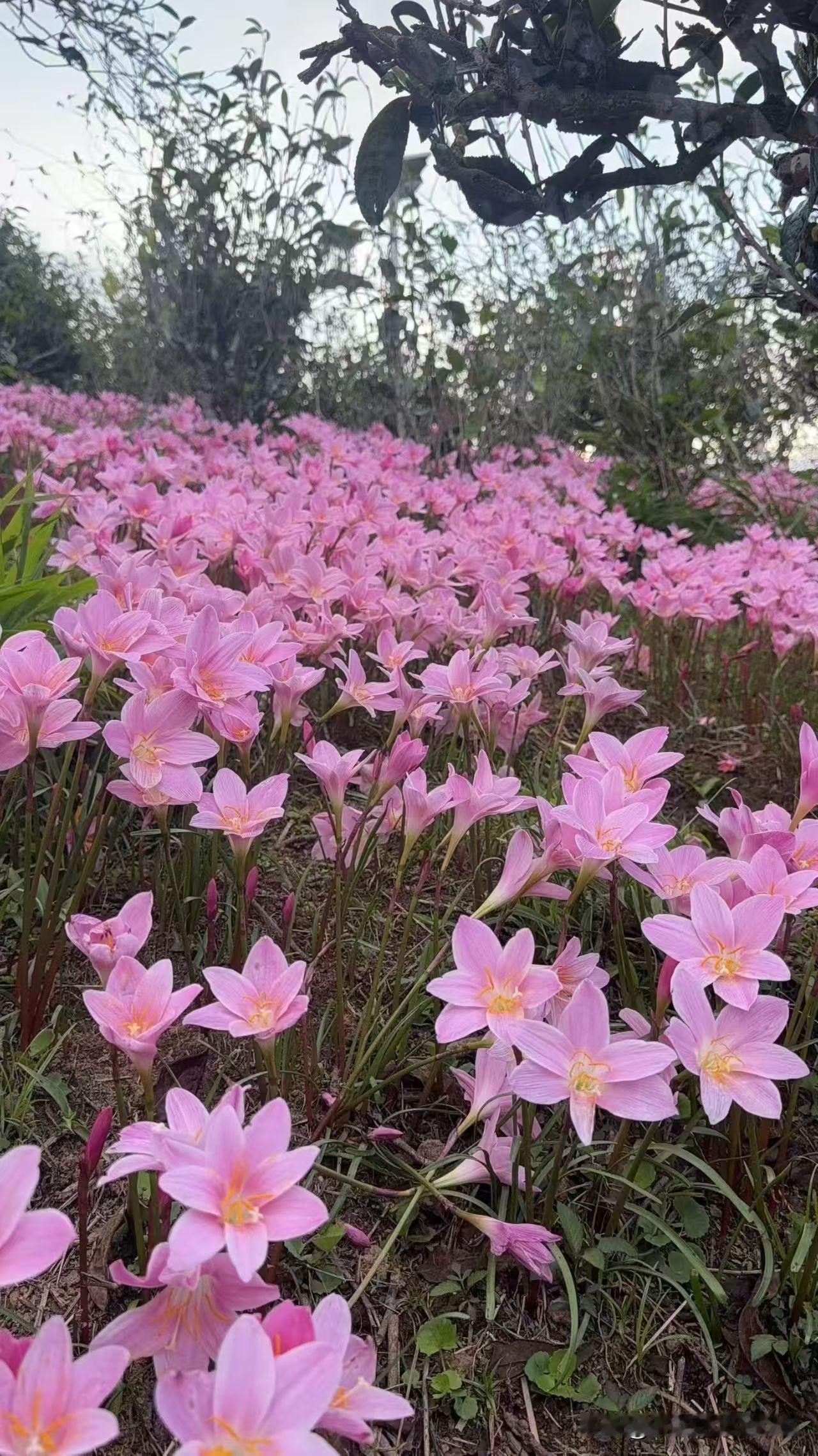 今天我想把这句话赠给所有人
同时也赠自己
至此鲜花赠自己
纵马踏花向自由
爱你，