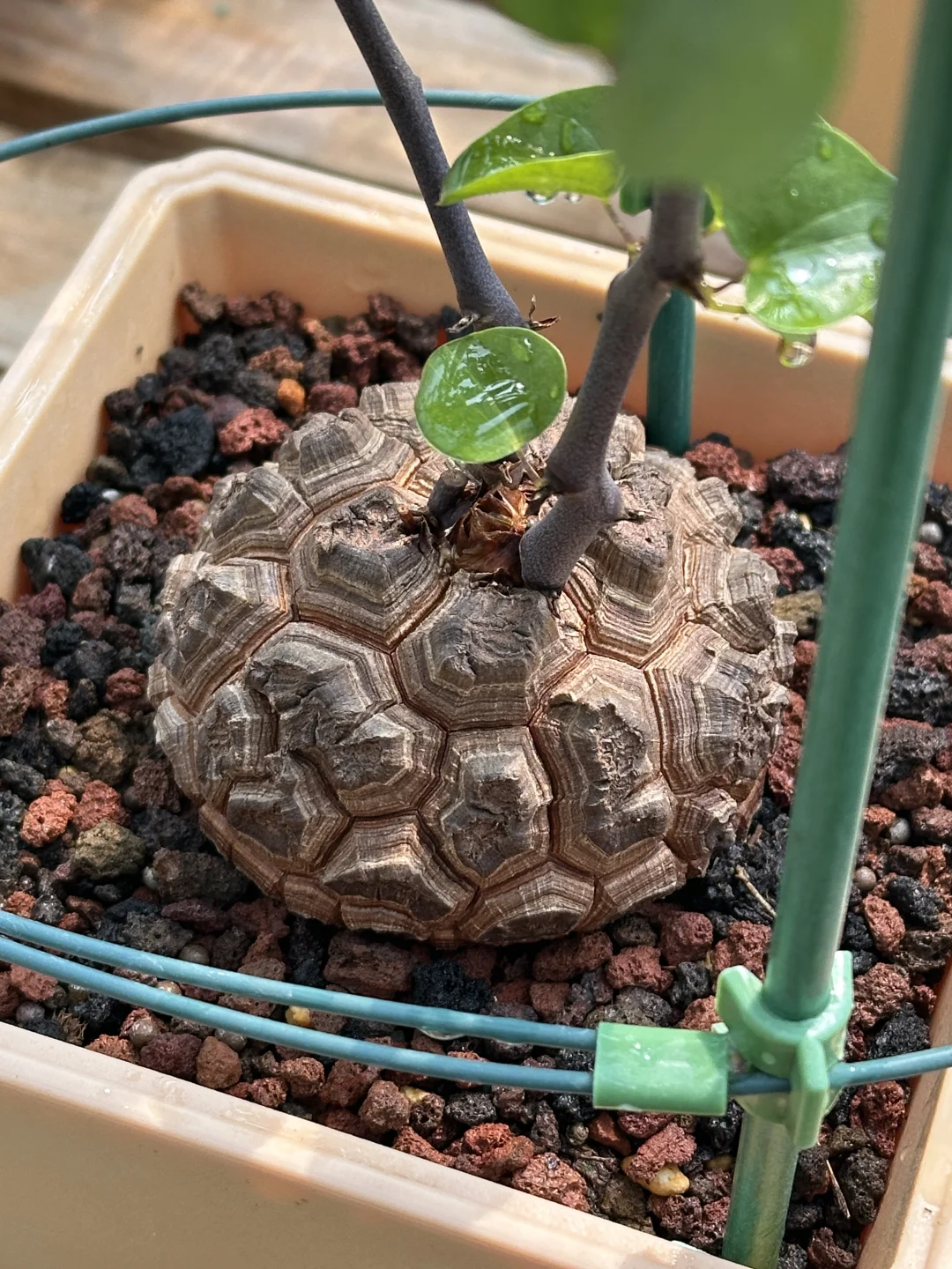龟甲龙