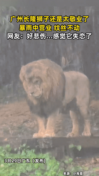 太敬业了，广东，一女子去长隆野生动物园玩，期间突然下起了暴雨，她发现一只狮子站在