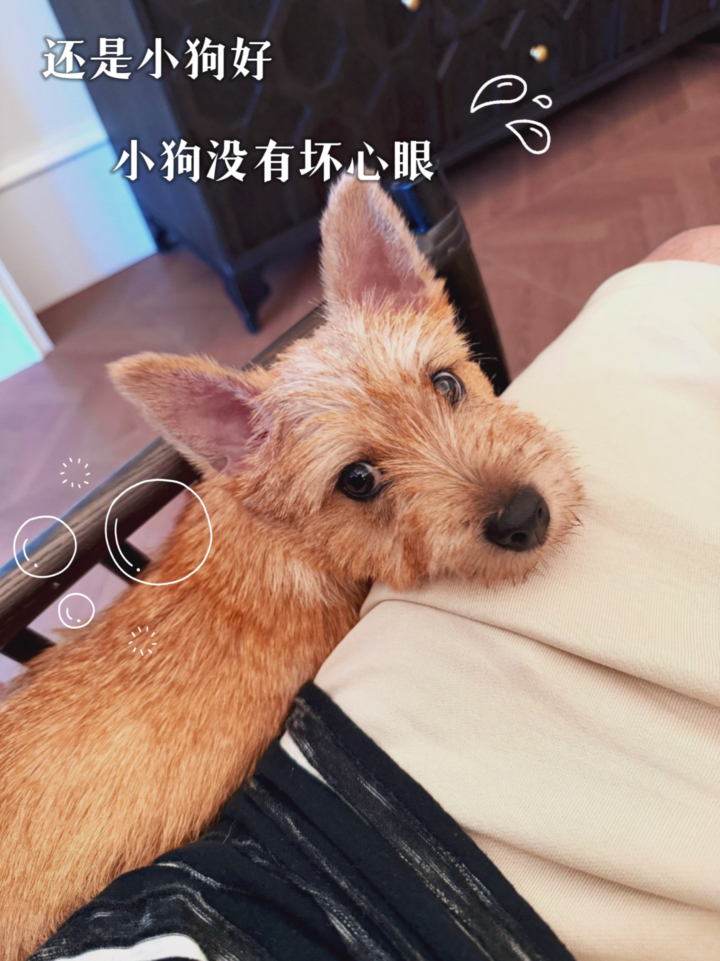 天天发夏天，我的推送里内娱8卦含量越来越少，萌宠日常越来越多，再过阵子就可以把娱