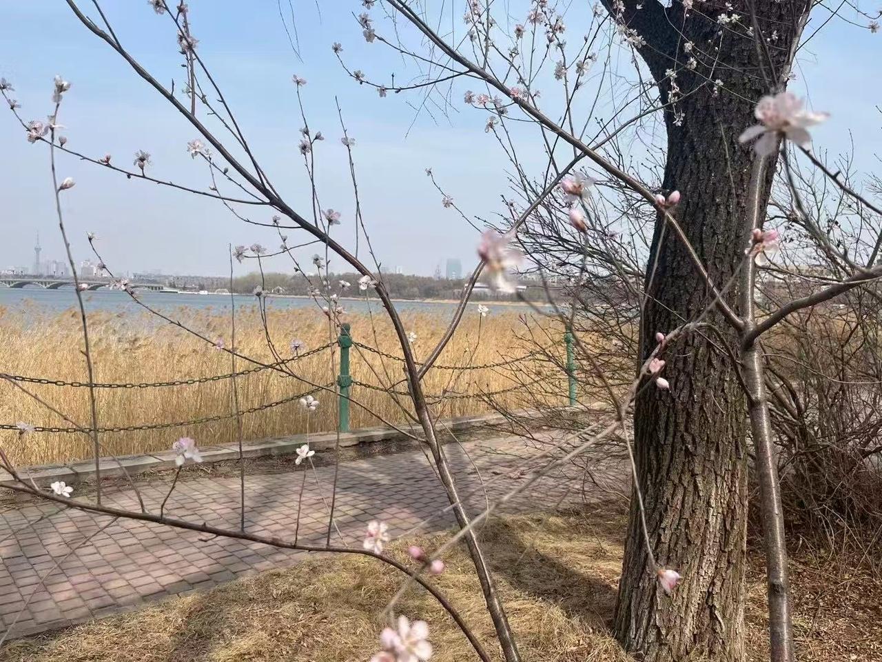 走在一条开满桃花的路上，云蒸霞蔚，前途似锦。