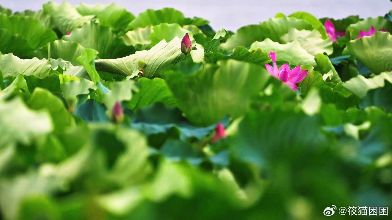 春分用中国色打开浙江春分时节，用一抹地道中国色缓缓打开浙江 青山如黛，碧水含烟，