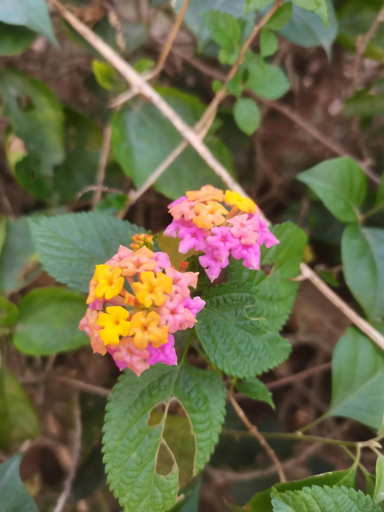 南方冬季花朵盛开，色彩缤纷很迷人。这是路边的野花，有句歌不是这样唱的吗，路边的野