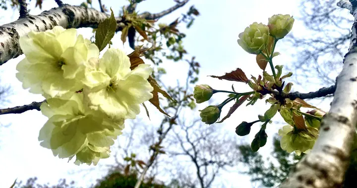 北京市|绿樱花，您见过没？樱花界的“国宝级”