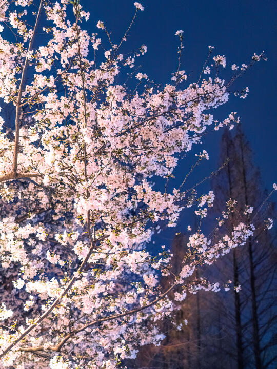 在南京邂逅一场夜樱盛宴，除了鸡鸣寺，还有..