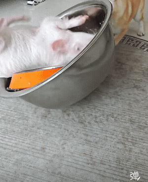 就算耳朵咬掉 我也要吃！[捂脸]