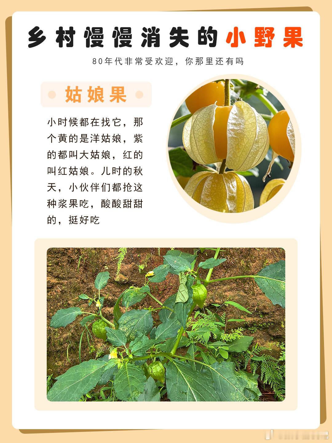 乡村正在消失的小野果，这些小野果你们小时候都吃过吗？被时代淘汰的水果水果