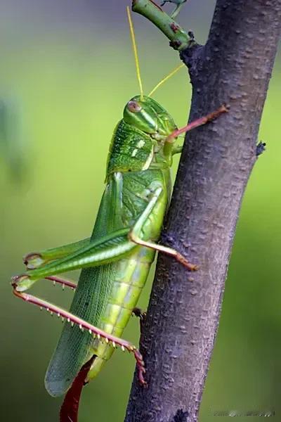 坐标胶州。在我们那里叫＂蹬蹬山＂，你们那里怎么叫请分享一下