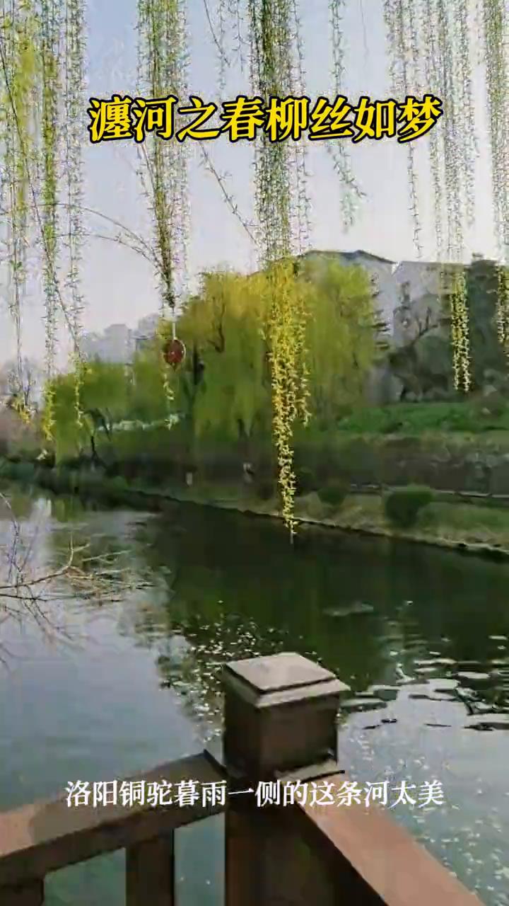 瀍河之春柳丝如梦。
洛阳铜驼暮雨一侧的这条河太美了。