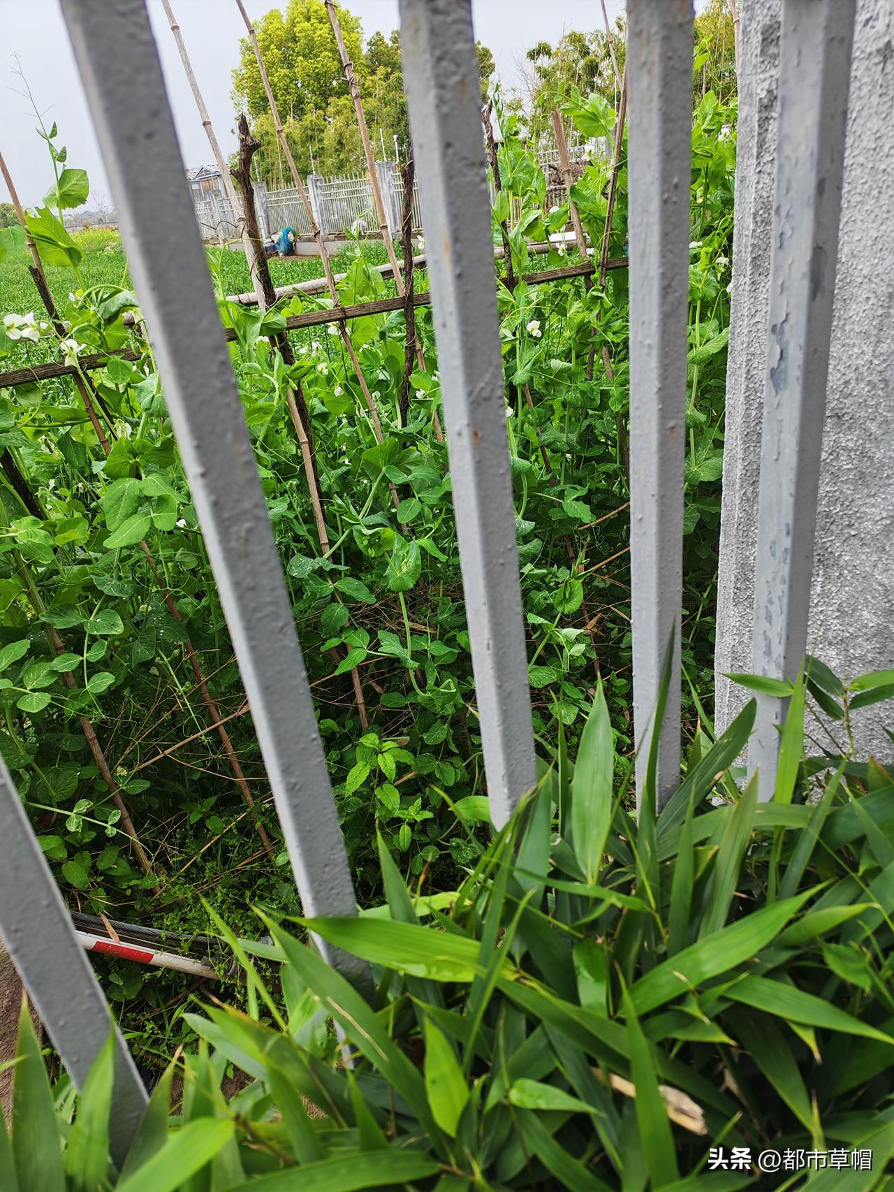 校内校外：铁栅栏内是学校，栅栏边种着长不高的矮竹，是一道风景；铁栅栏外是农田，田