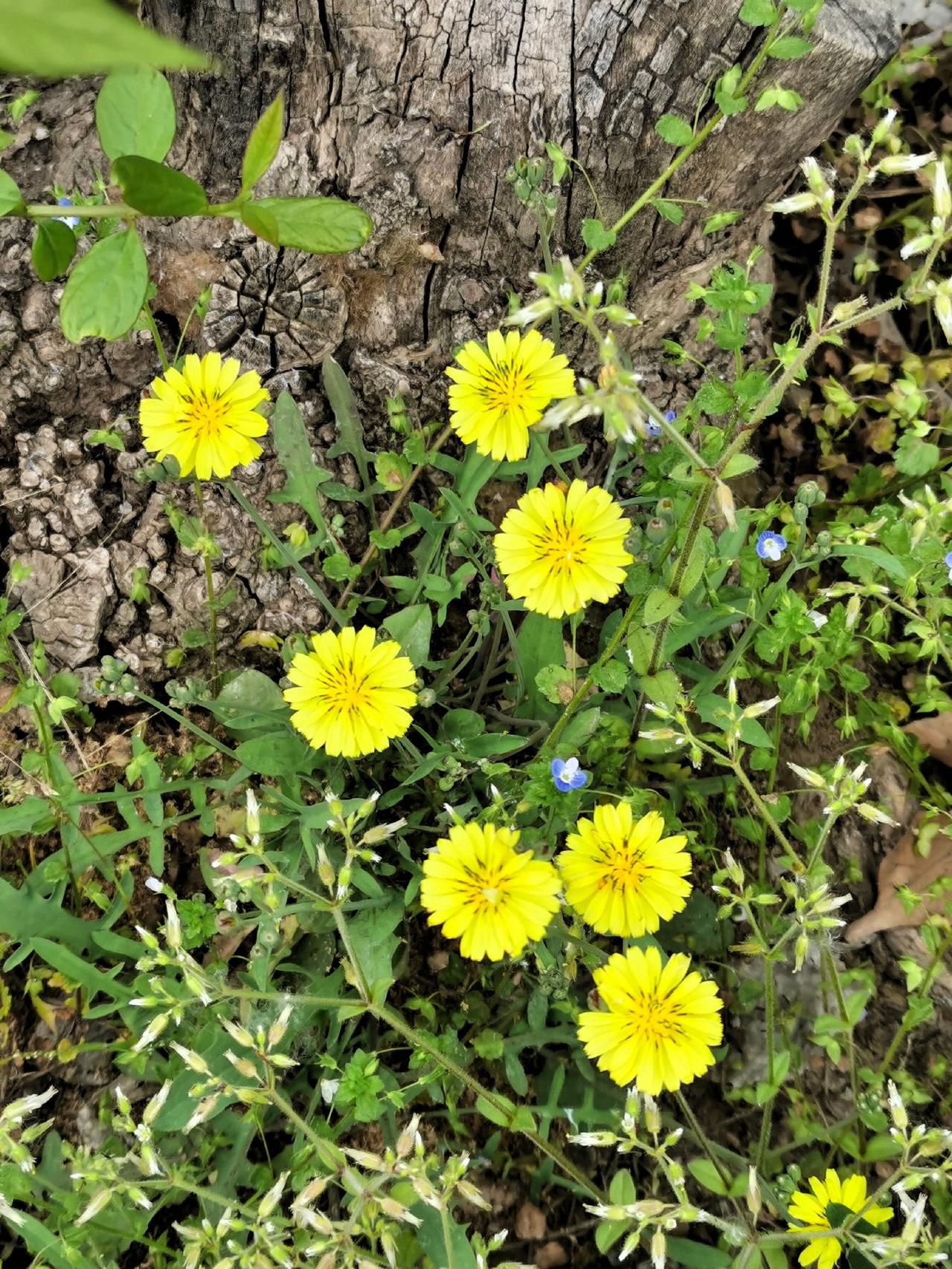 春天的黄色小花 晒图笔记大赛 路旁盛开的花 蒲公英花苔 可食用野花 

春天的黄