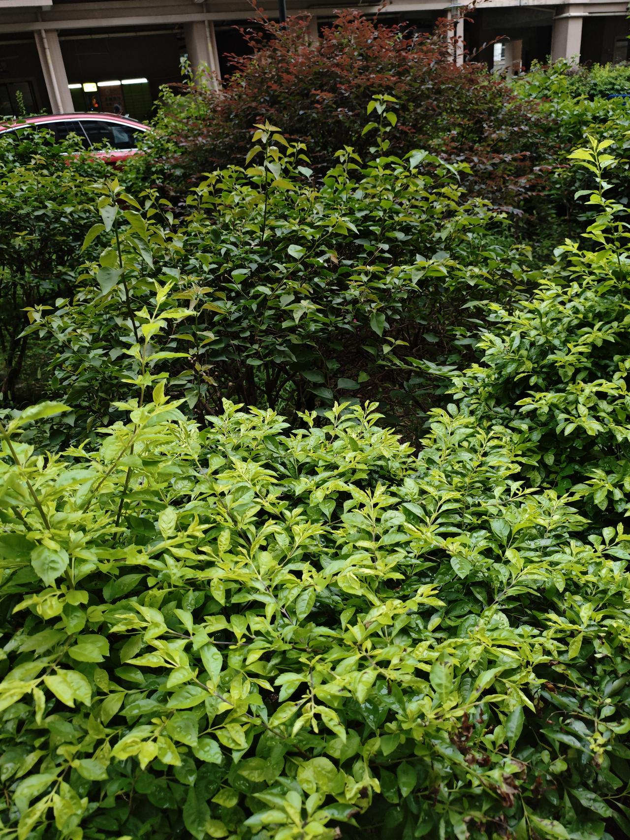 晒图大赛昨天晚上下了雷雨，小区公园里的绿植水汪汪的，更加翠绿了，十分养眼！