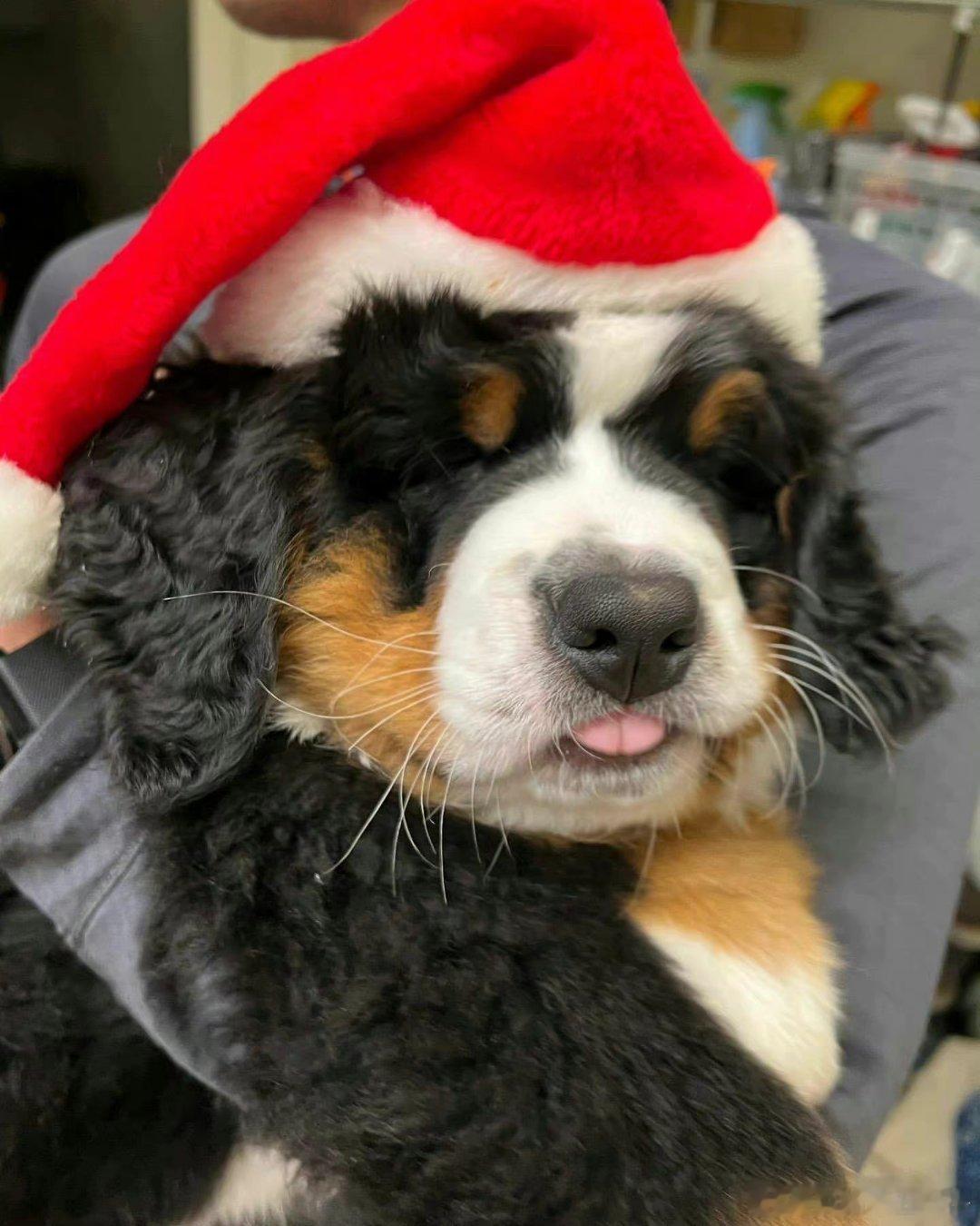 第五人格[超话] 你们情侣双排都聊啥啊 