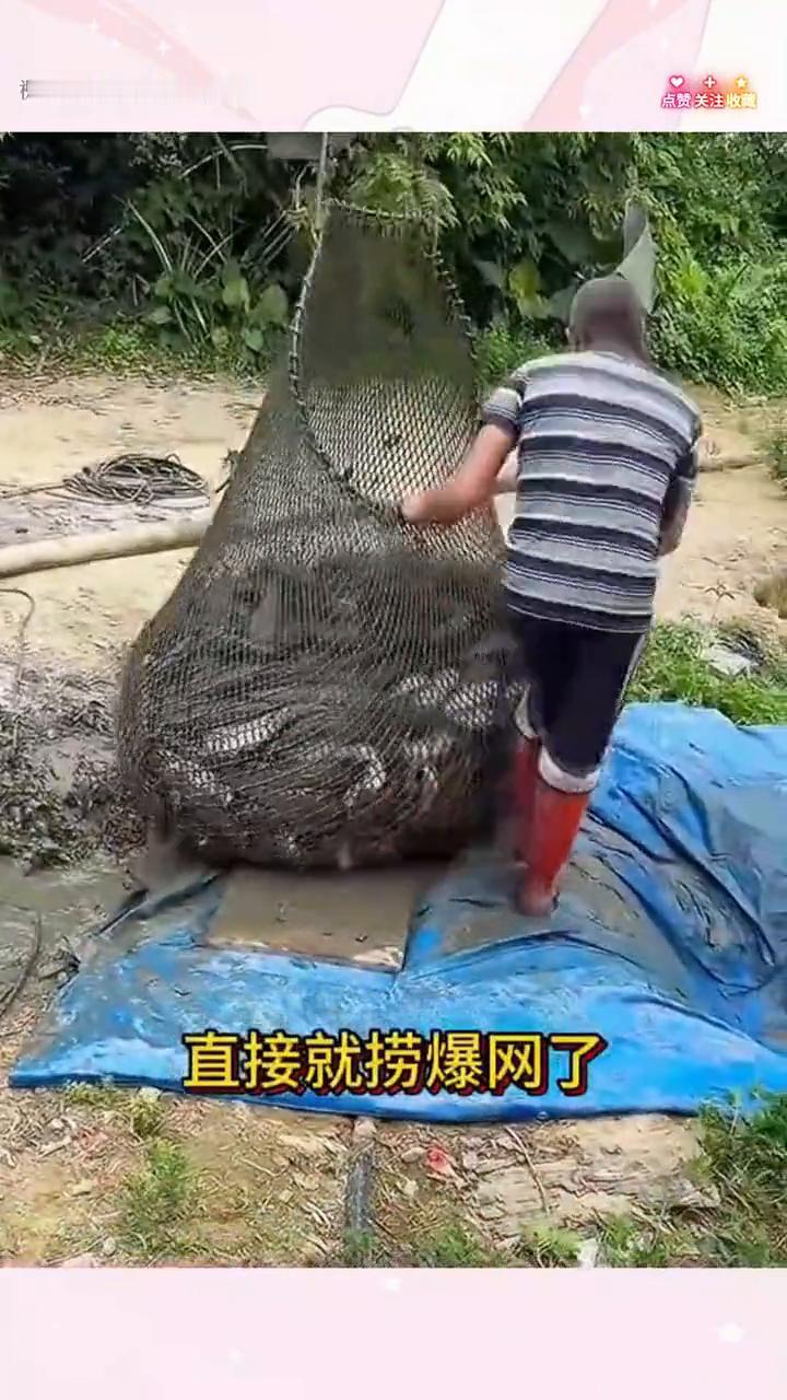 用网捕捞鱼货。
如果不是亲眼所见，我是万万也不敢相信的。没想到在这一个臭水沟里边