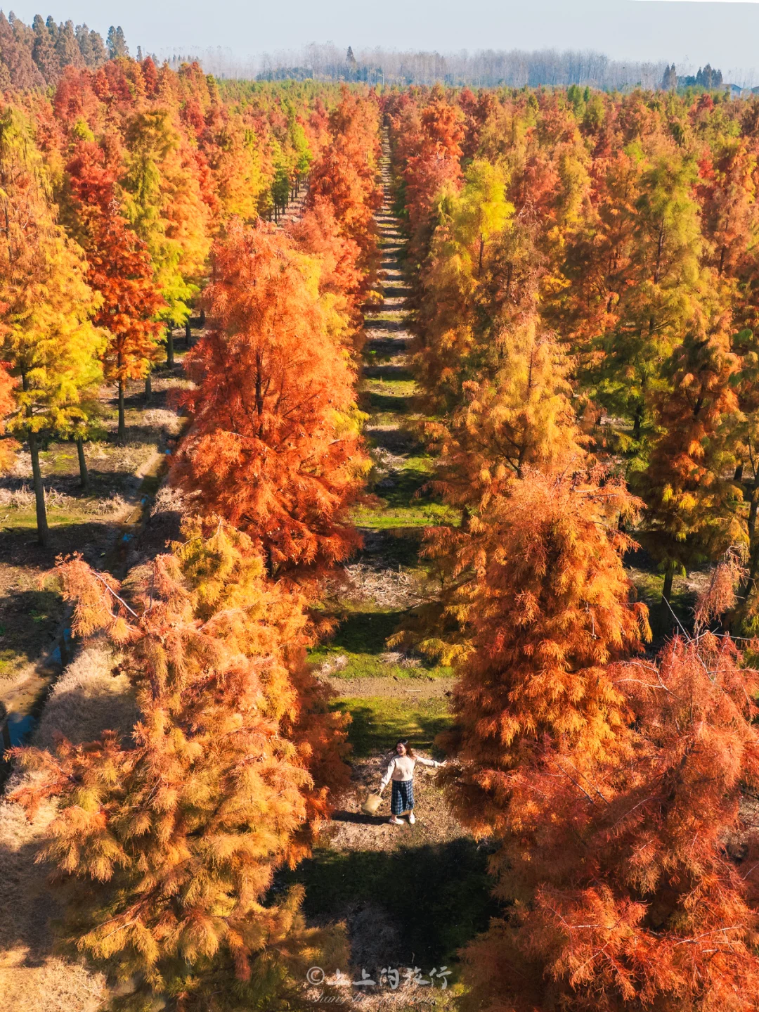 没看错！！！这片池杉在武汉没有对手‼️