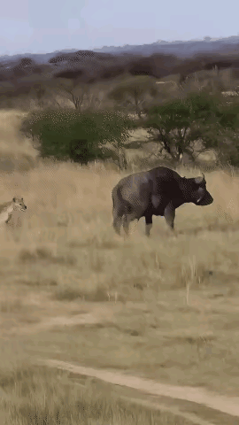 草原狠活！斑鬣狗新外号“拆蛋专家”，水牛看了都腿软😂
 
家人们谁懂啊！斑鬣狗