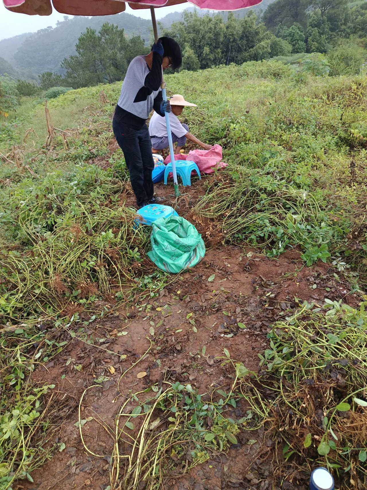 又到丰收季节，今天一早七点出发，干到今晚6:00回家，腰酸背痛，确实不容易，难为
