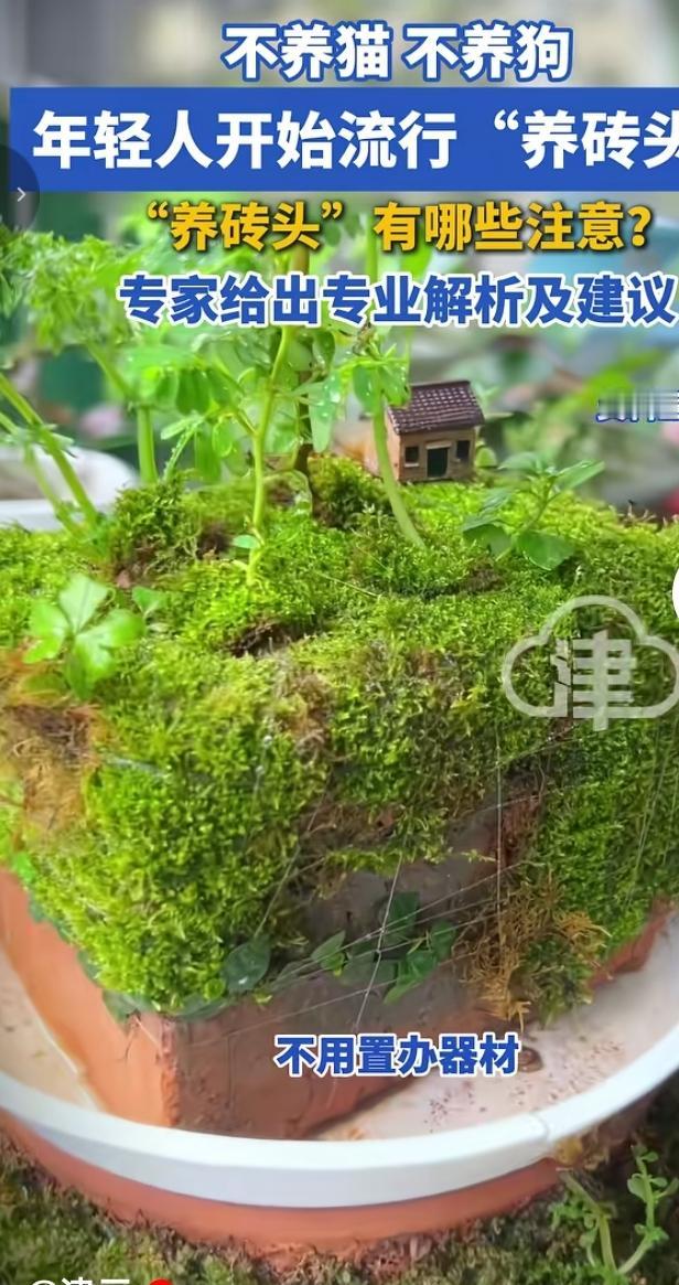 不养猫狗，年轻人掀起“养砖头”微景观热潮
 
如今不少年轻人告别猫狗宠物，迷上了