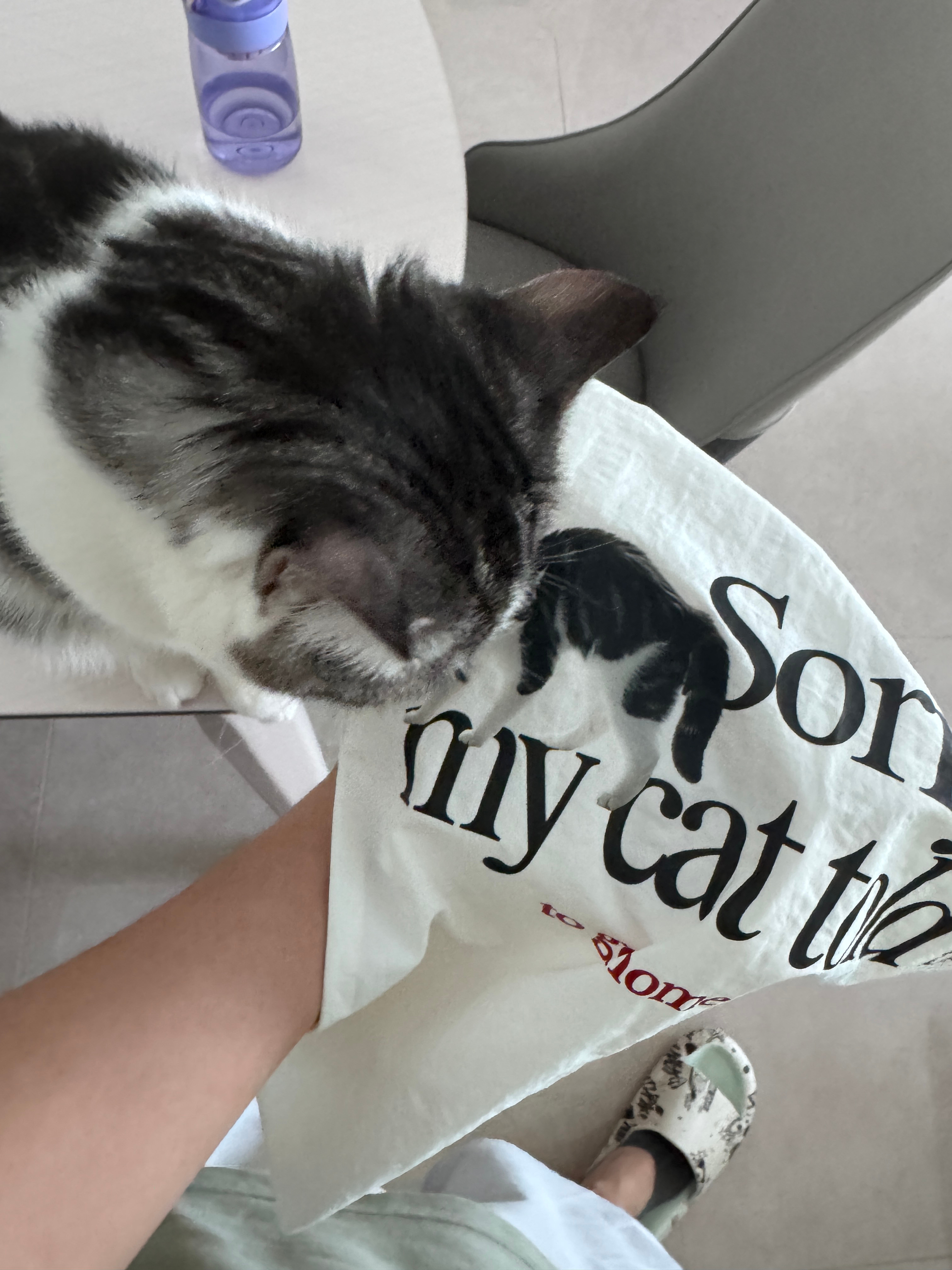 当朋友送我一个猫猫帆布包猫猫： ​​​