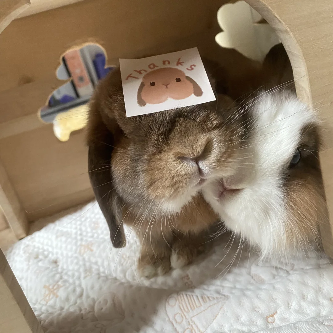 新弄的贴纸