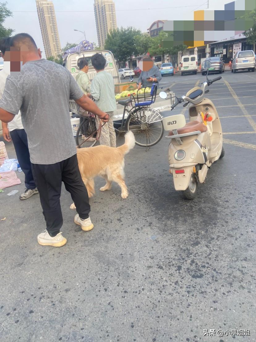 早市上，又惊现生龙活虎的大型犬！这是主人拉出来遛狗了！
主人拉着它，不小心就到了