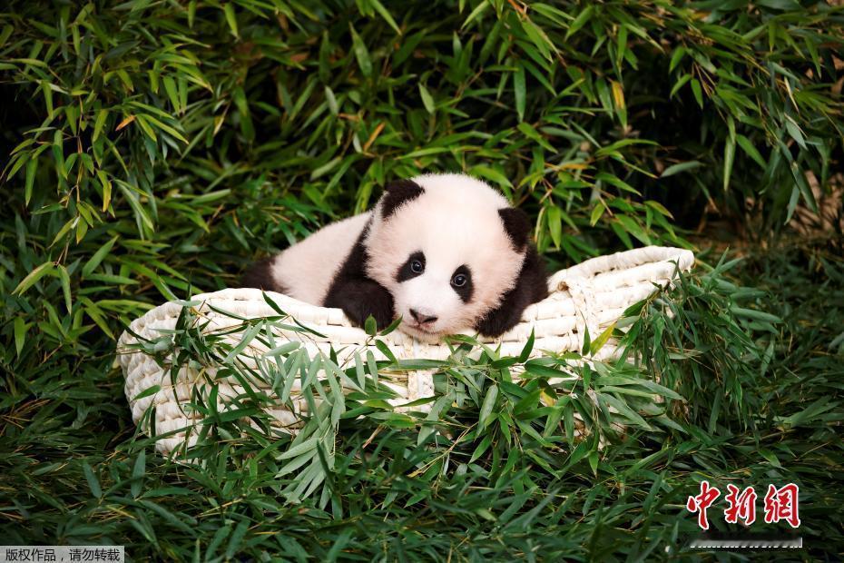 【今天是福宝5岁生日】福宝从小可爱到大 一转眼，可爱的“福猪猪”已经5岁啦！今天