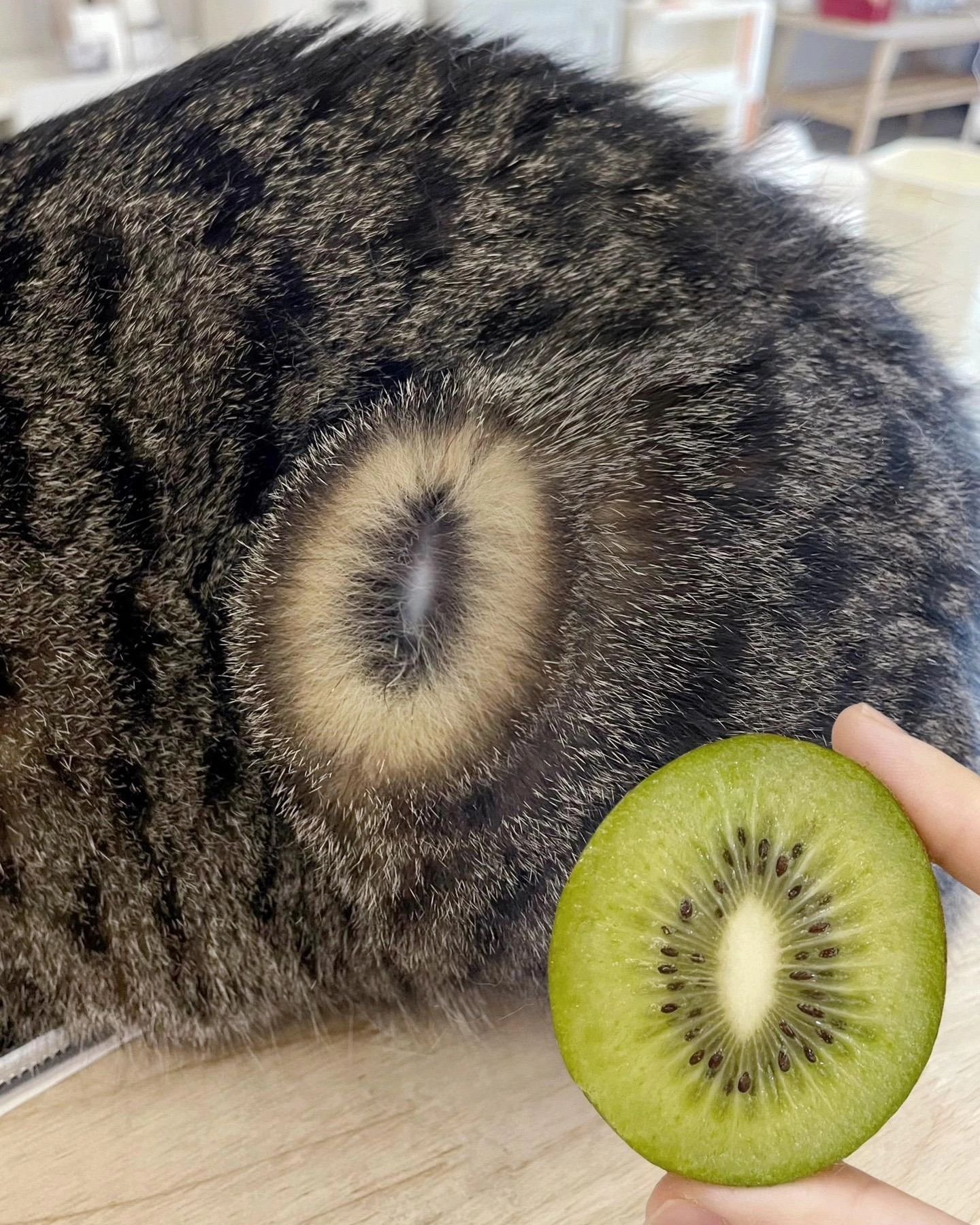 🐱🥝 