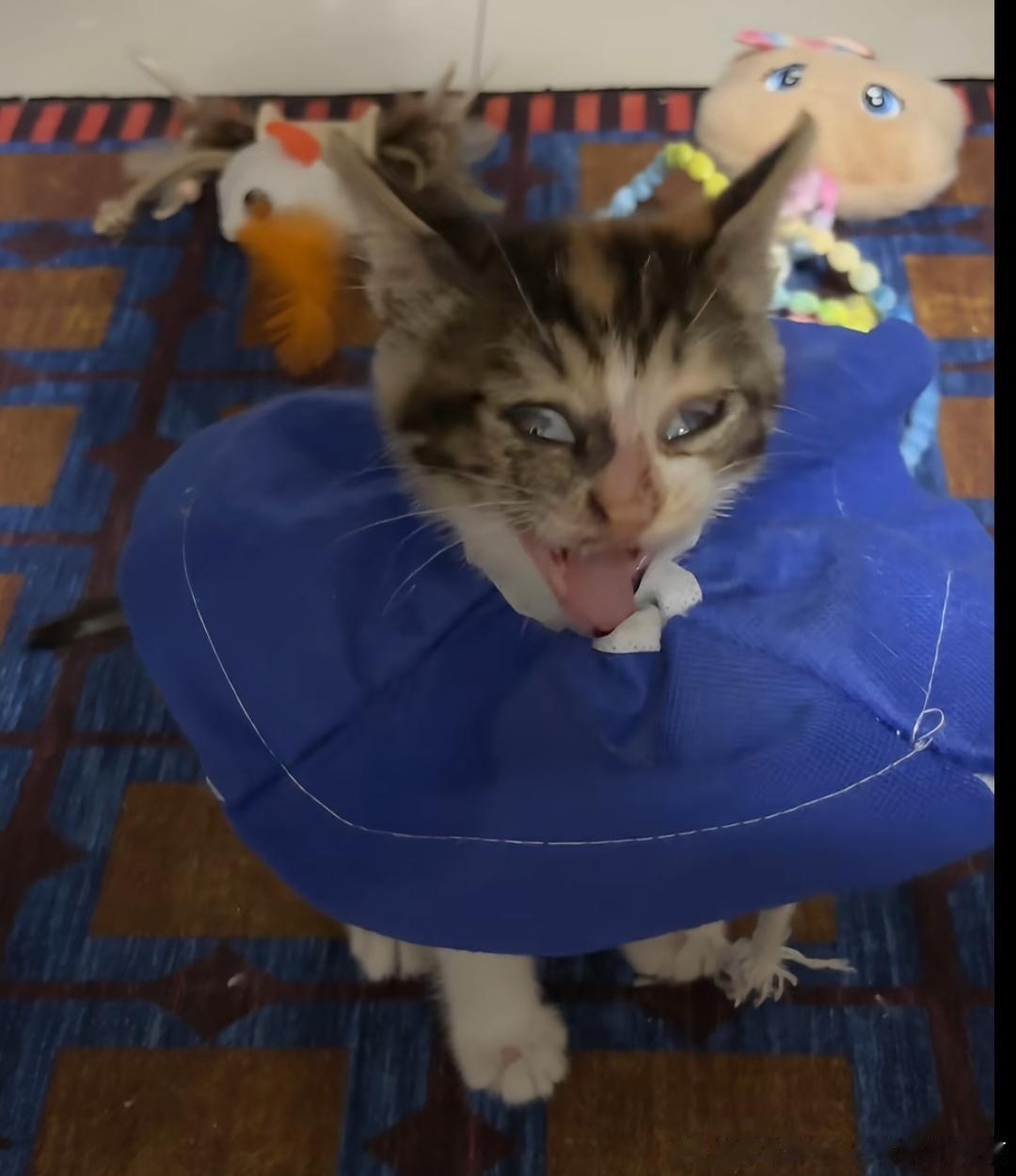 50581【丑猫】一个特别喜欢的博主捡到的流浪猫 其实很萌 截到的丑图