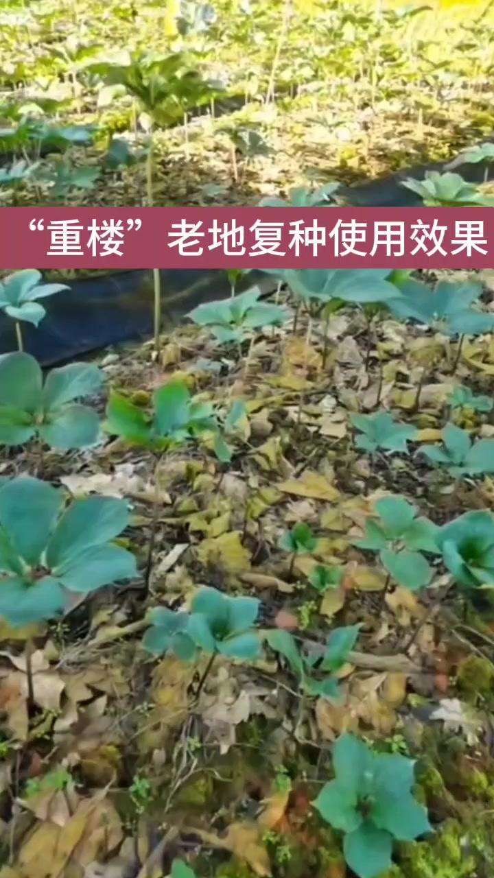 用了旭哥的重楼重茬种植方案后，今年雨水多也没烂苗，强氧化剂消毒+底斯矿石粉发酵液