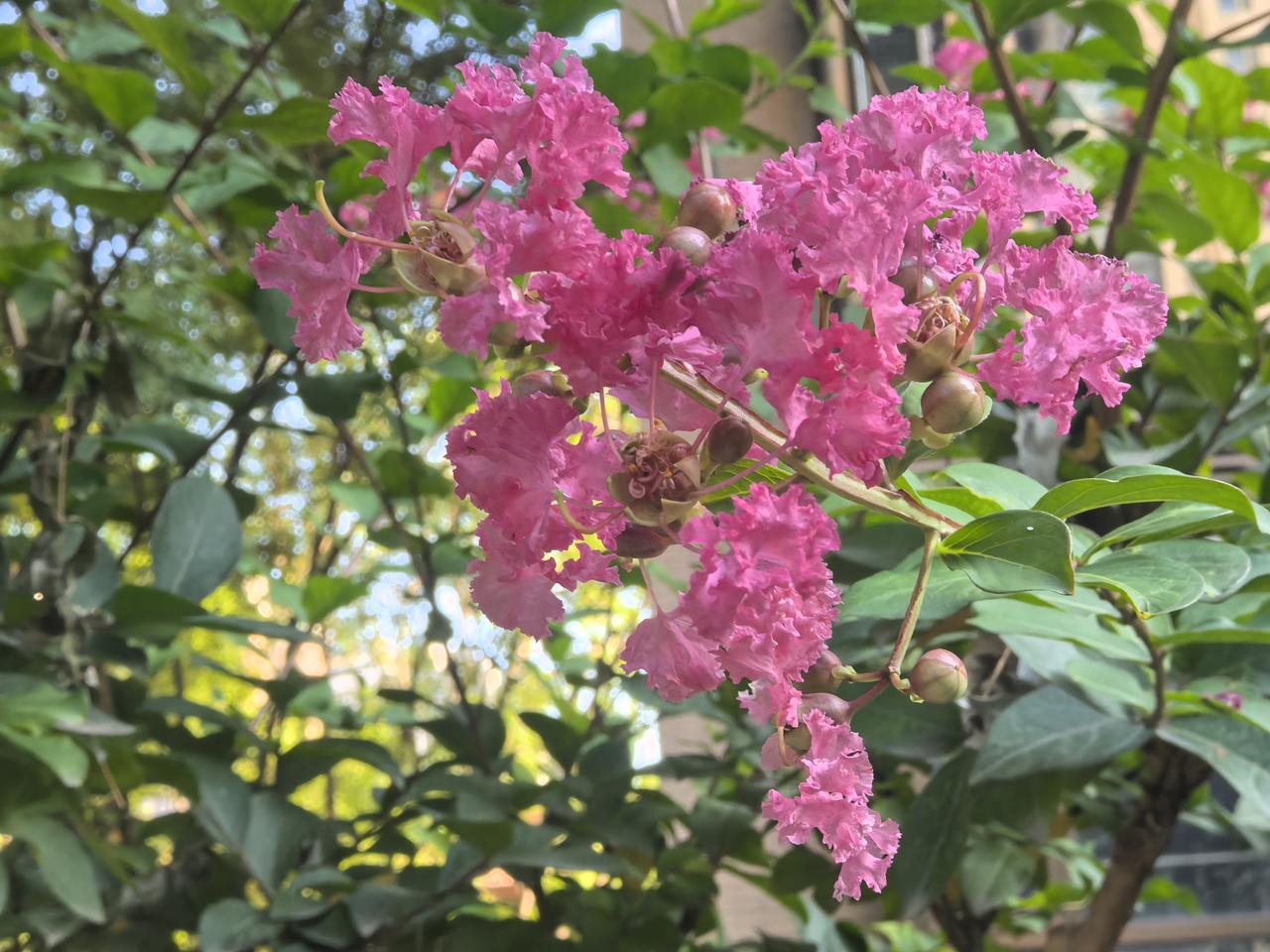 谁道花无红百日，紫薇长放半年花

[玫瑰][心][玫瑰]

这是盛开的紫薇花，也