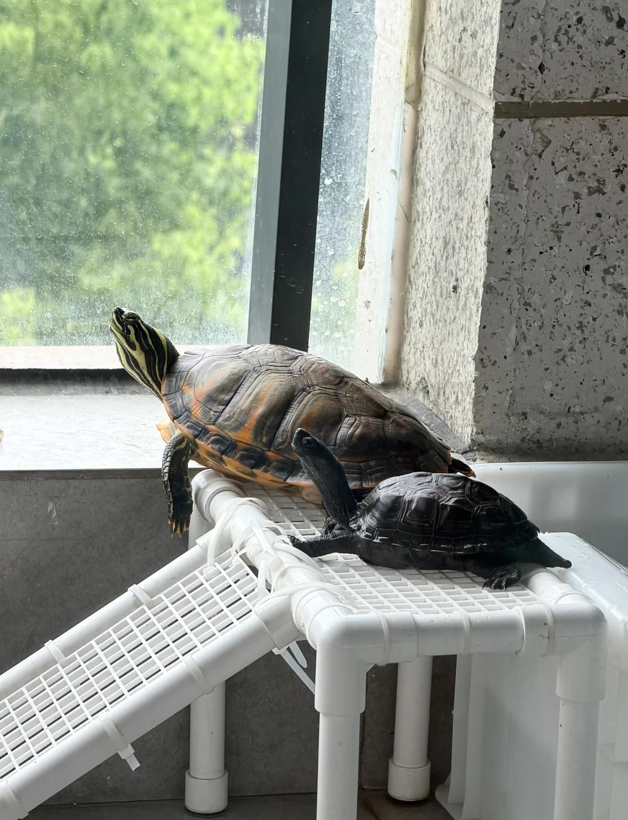 乌龟龟🐢
今天家里三小只陆续出来看风景
	
杭州 小乌龟 爬行动物 龟龟 小乌