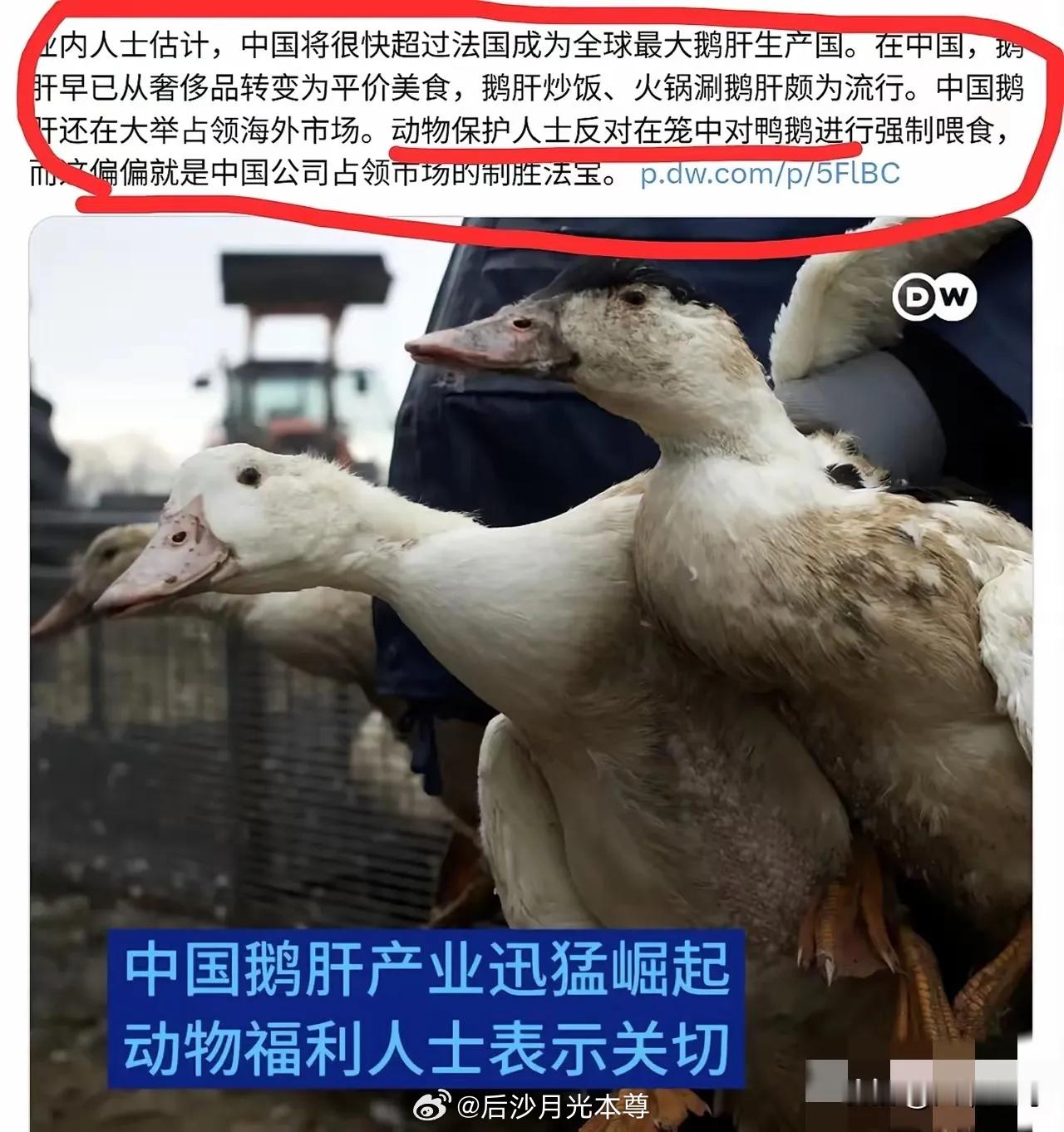 法国担忧中国鹅肝产量逼近法国据《德国之声》报道，动保组织已经开始了，说中国强制喂