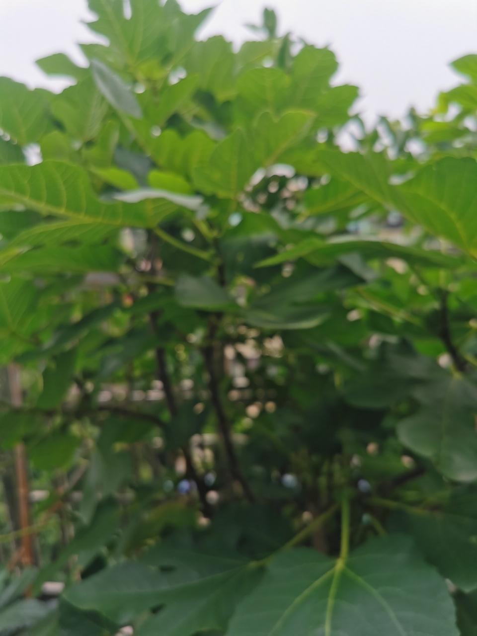 居家劳作：看我家无花果树的果快成熟了……
爱上种！