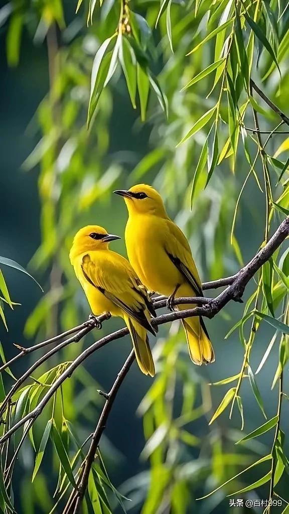 两个黄鹂鸣翠柳，
一行白鹭上青天。
窗含西岭千秋雪，
门泊东吴万里船。