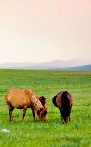 中国不缺草原，但说起草原，十人有九人会想到#内蒙古大草原# ，这是一片自由的土地