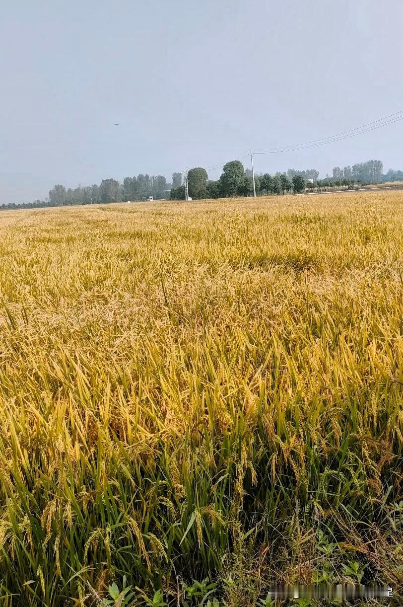 春晚已经把话说明白了。

2026年最赚钱的路不是开店开厂，而是看懂趋势，跟上风