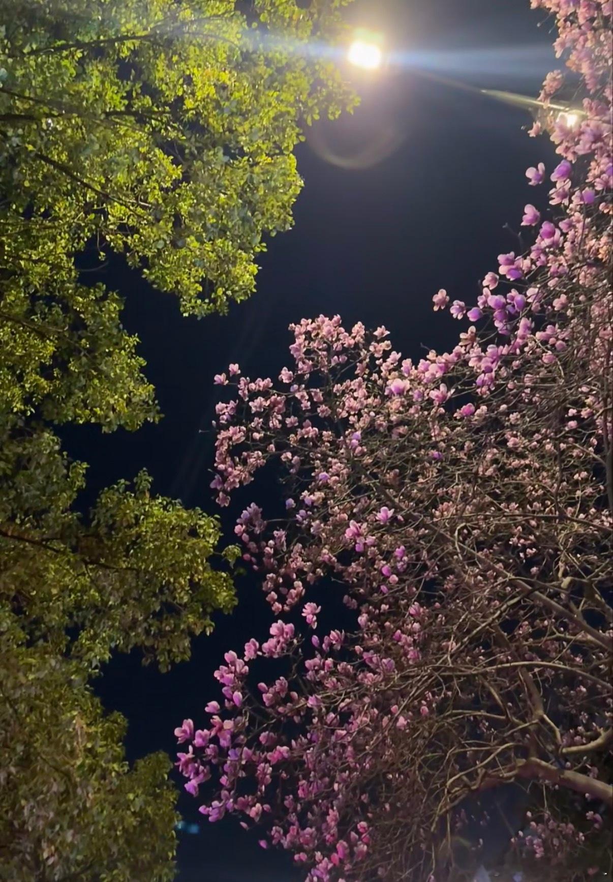 已经到了喜欢拍花的年龄了 