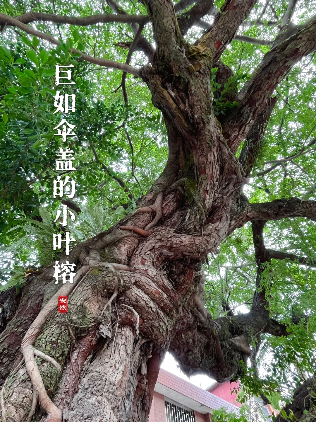 福州古树名木11｜龟山阁旁的古榕树