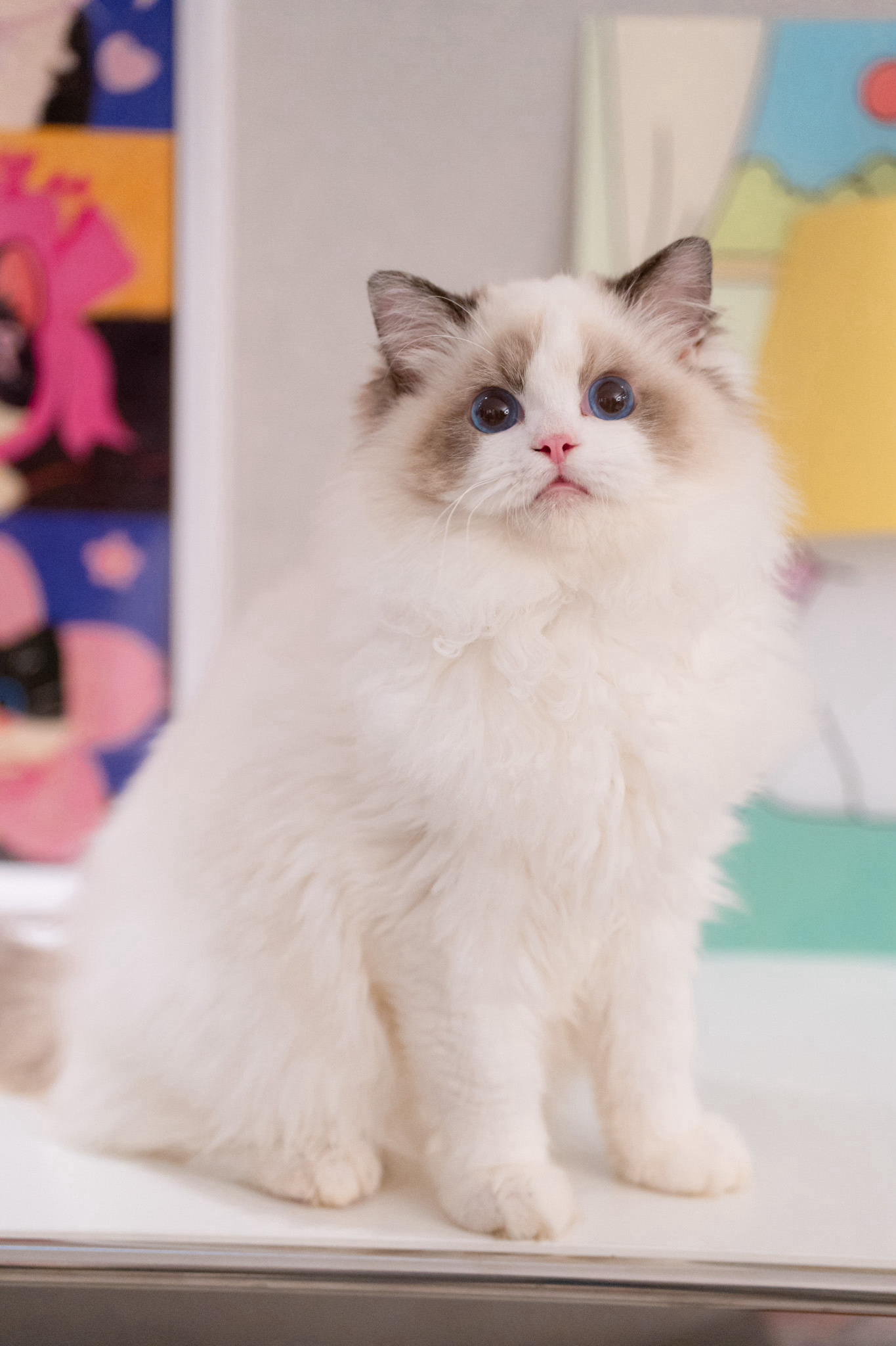 现猫找家：柿饼，海豹双色弟弟，宠物级别，5个月了，随时可以去新家有兴趣请考虑清楚