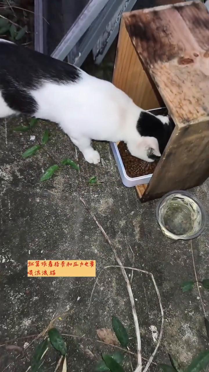 喂流浪猫的都是狠人。
喂流浪猫的个个都是狠人，就算顶着指责和压力也要喂流浪猫，再