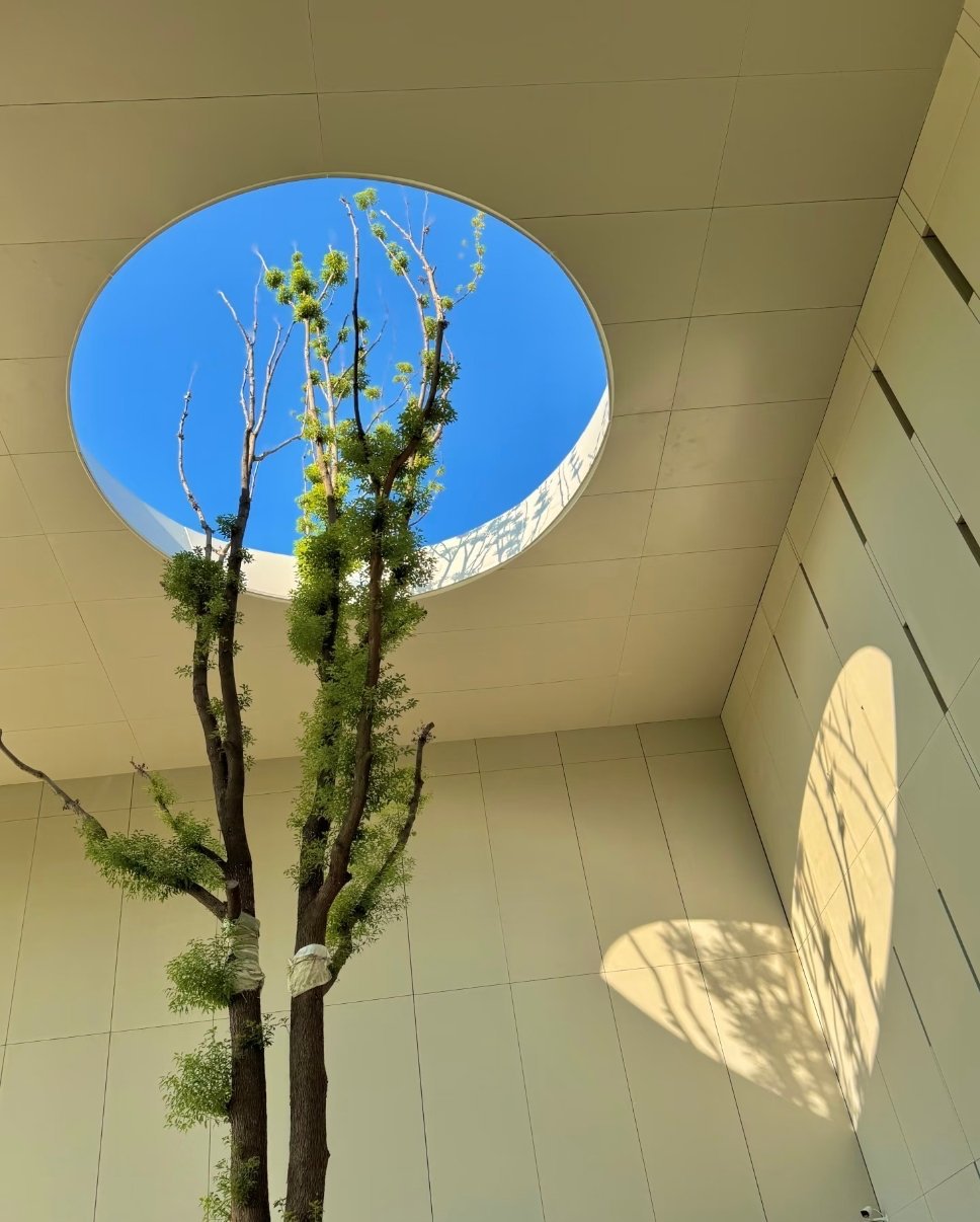 雕塑协会艺术馆冲出圆顶的树🌲!可以拍到爱心的光影! 芜湖·神山公园