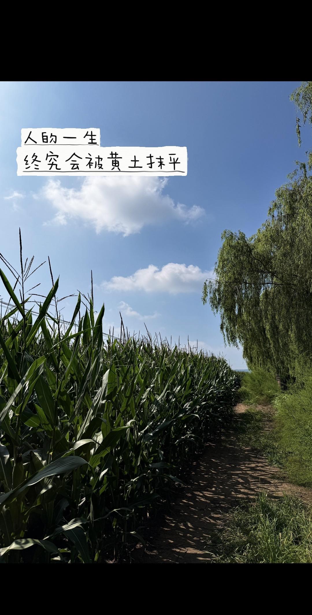 绿色田间 人生